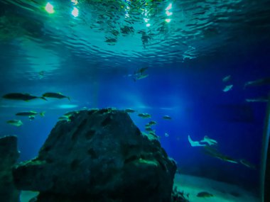 Balık yosunlarının güzel sualtı dünyası