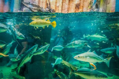 Balık yosunlarının güzel sualtı dünyası