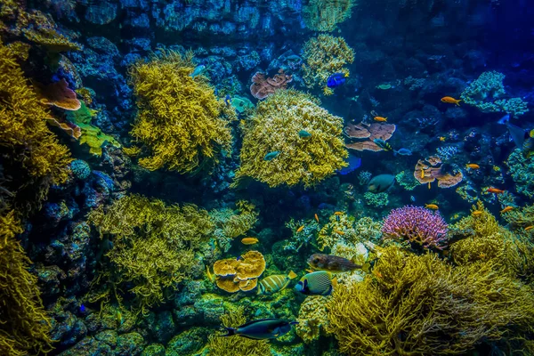 Belo Mundo Subaquático Mar Algas Peixe — Fotografia de Stock