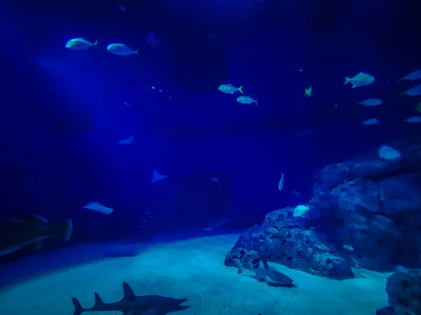 Schöne Unterwasserwelt Der Fische Algen Meer — Stockfoto