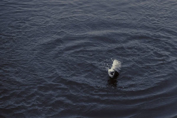 Pêche Brochet Sur Lac — Photo