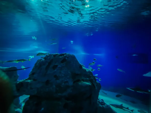 Hermoso Mundo Submarino Peces Algas Marinas — Foto de Stock