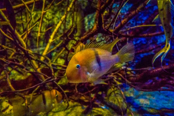 Belo Mundo Subaquático Mar Algas Peixe — Fotografia de Stock