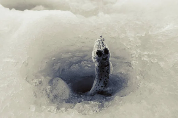 Invierno Pesca Hielo Lago Helado — Foto de Stock