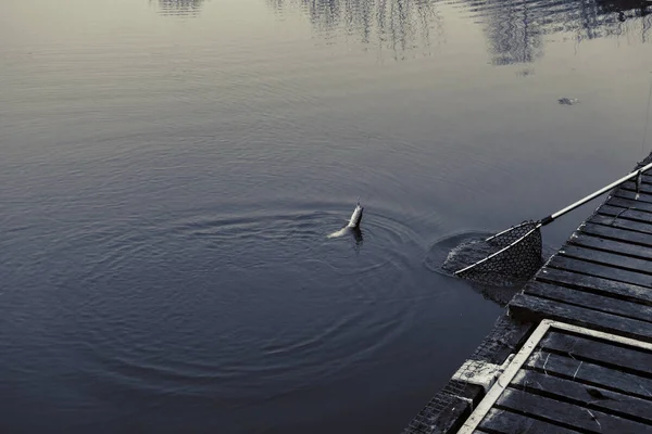 Pêche Brochet Sur Lac — Photo