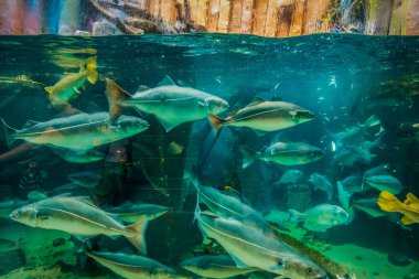 Balık yosunlarının güzel sualtı dünyası
