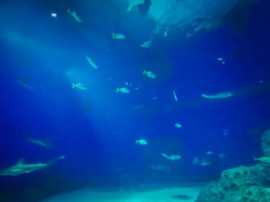 Balık yosunlarının güzel sualtı dünyası