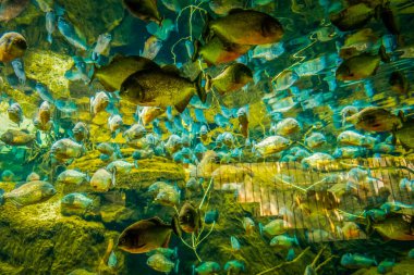 Balık yosunlarının güzel sualtı dünyası