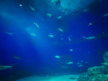 Balık yosunlarının güzel sualtı dünyası