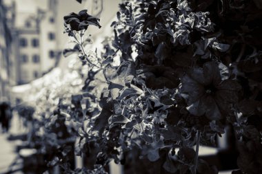 Eski Polonya şehrinin mimarisi. Pençe