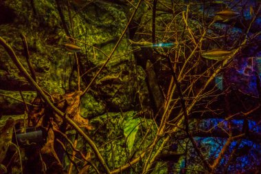 Balık yosunlarının güzel sualtı dünyası