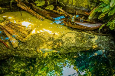 Balık yosunlarının güzel sualtı dünyası