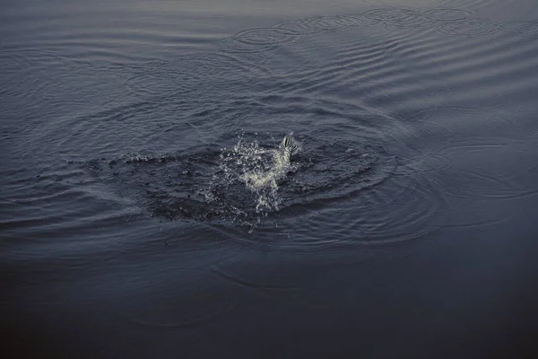 Pesca Lúcio Lago — Fotografia de Stock