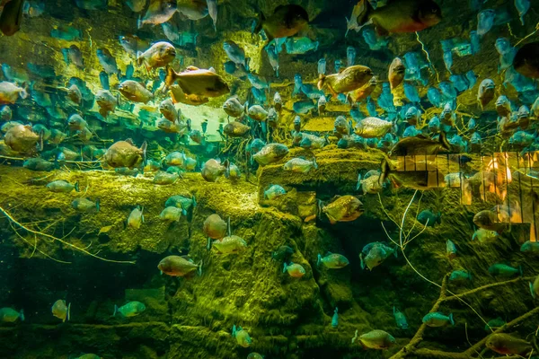 Prachtige Onderwater Wereld Van Vis Zeewier Zee — Stockfoto