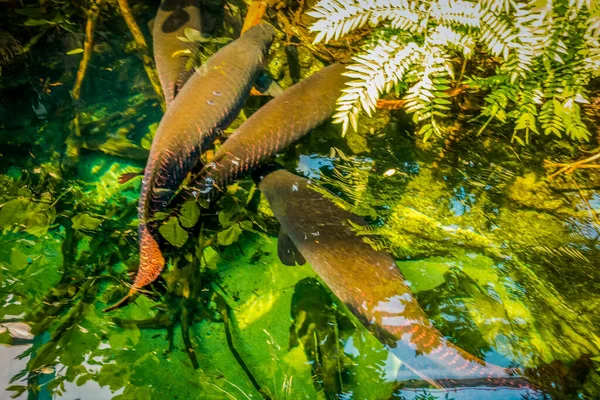 Gyönyörű Víz Alatti Világ Hal Hínár Tenger — Stock Fotó