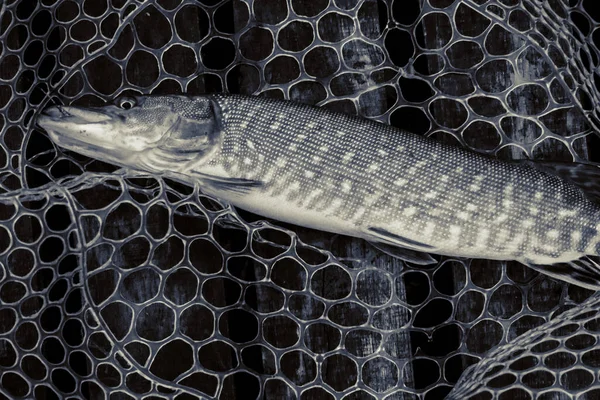 Pesca Esporte Recreação Fundo — Fotografia de Stock