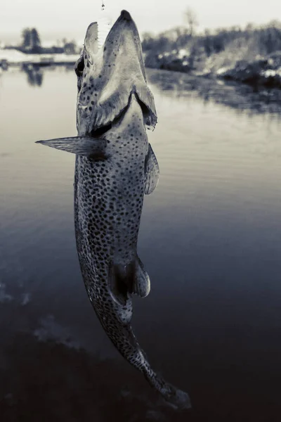 Pesca Truta Lago — Fotografia de Stock