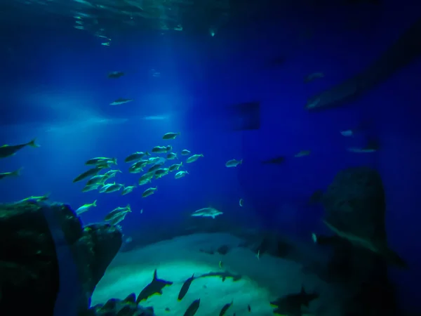 Hermoso Mundo Submarino Peces Algas Marinas — Foto de Stock