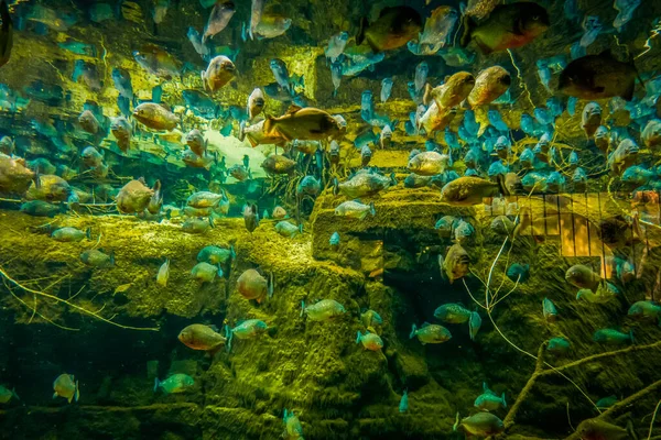 Beau Monde Sous Marin Algues Marines Poissons — Photo