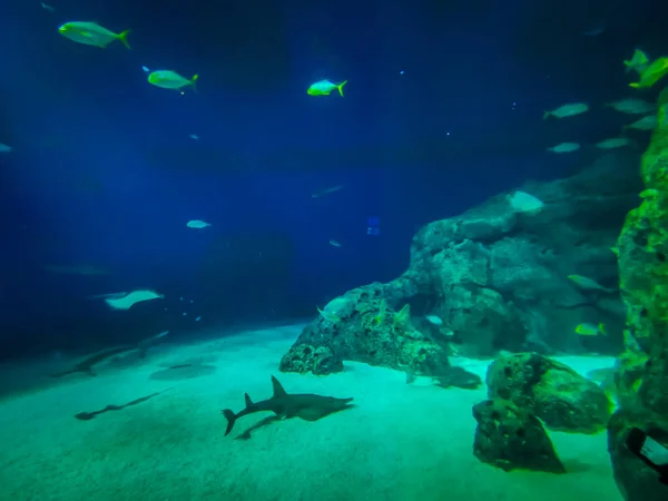 Vacker Undervattensvärld Fisk Alger Havet — Stockfoto