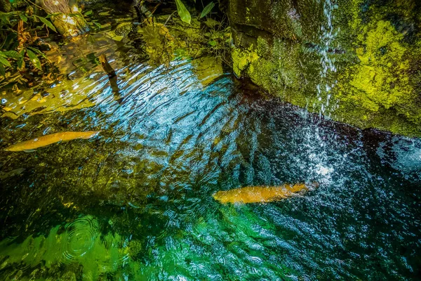Balık Yosunlarının Güzel Sualtı Dünyası — Stok fotoğraf