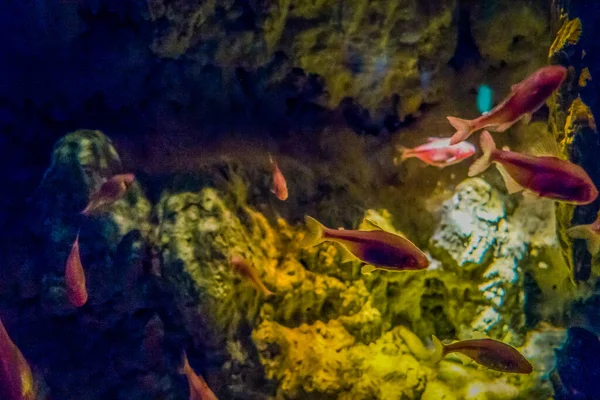 Belo Mundo Subaquático Mar Algas Peixe — Fotografia de Stock