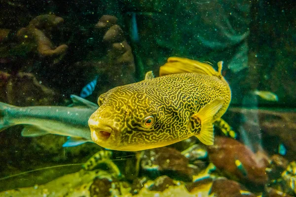 Beau Monde Sous Marin Algues Marines Poissons — Photo