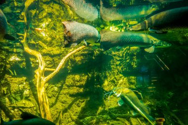 Balık yosunlarının güzel sualtı dünyası