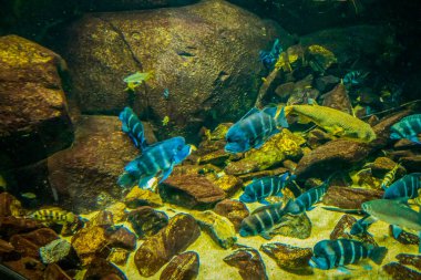 Balık yosunlarının güzel sualtı dünyası