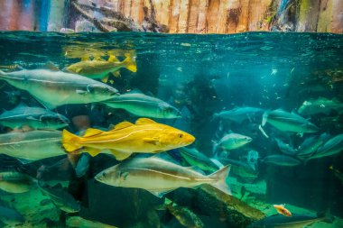 Balık yosunlarının güzel sualtı dünyası