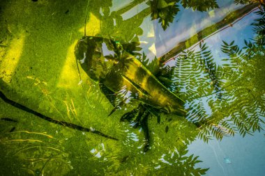 Balık yosunlarının güzel sualtı dünyası