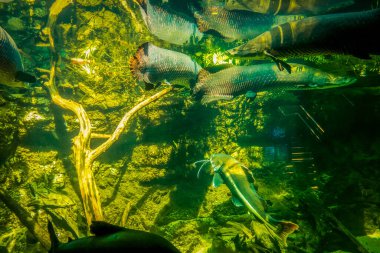 Balık yosunlarının güzel sualtı dünyası