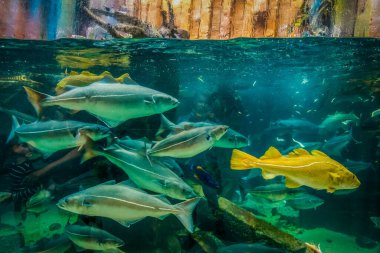 Balık yosunlarının güzel sualtı dünyası