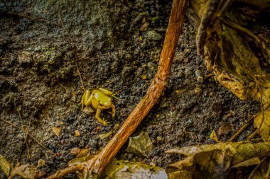 Balık yosunlarının güzel sualtı dünyası