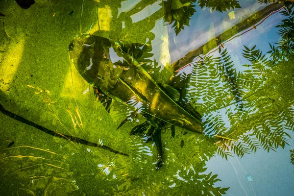 Gyönyörű Víz Alatti Világ Hal Hínár Tenger — Stock Fotó