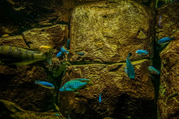 Hermoso Mundo Submarino Peces Algas Marinas —  Fotos de Stock