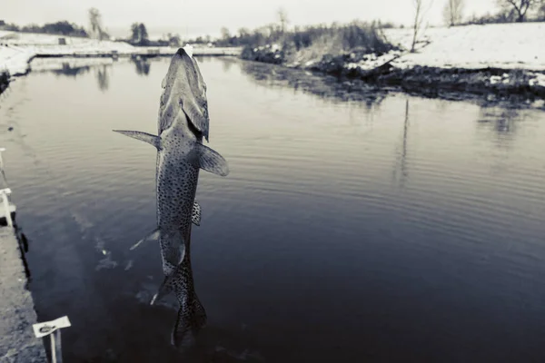 Pesca Alla Trota Sul Lago — Foto Stock