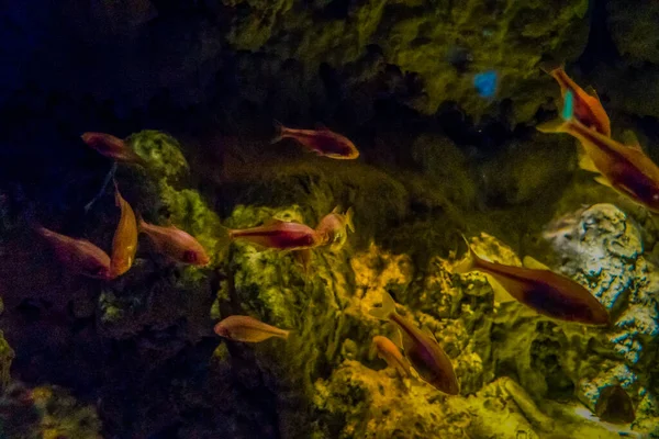 Beau Monde Sous Marin Algues Marines Poissons — Photo