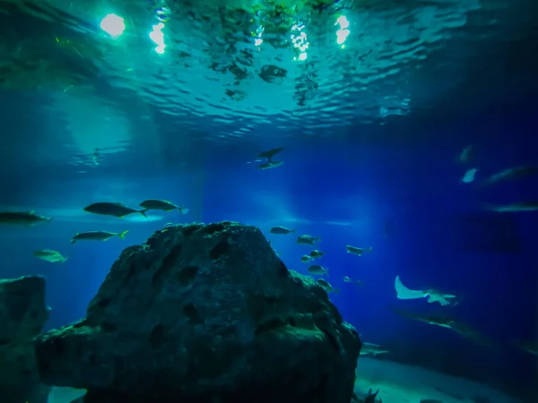 Schöne Unterwasserwelt Der Fische Algen Meer — Stockfoto