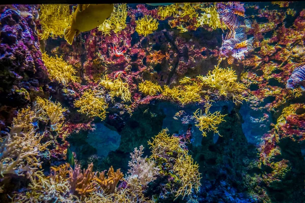 바닷말로 이루어진 아름다운 — 스톡 사진