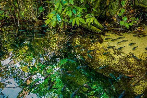 Balık Yosunlarının Güzel Sualtı Dünyası — Stok fotoğraf