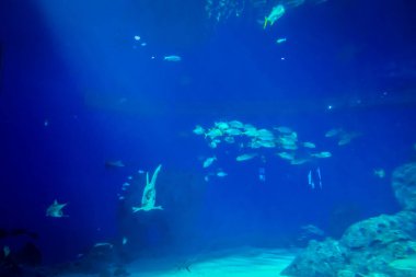 Balık yosunlarının güzel sualtı dünyası