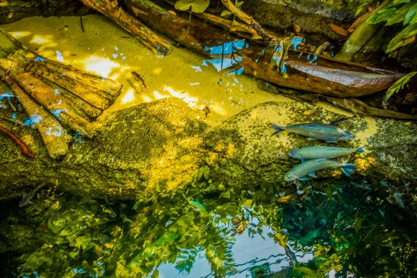 Schöne Unterwasserwelt Der Fische Algen Meer — Stockfoto