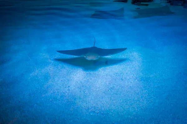 魚のきれいな水中世界海藻海 — ストック写真