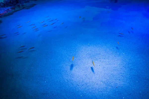 Beau Monde Sous Marin Algues Marines Poissons — Photo