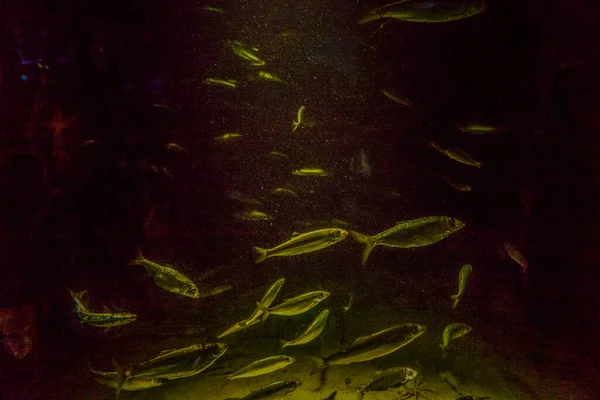 美丽的海底世界的鱼海藻海 — 图库照片