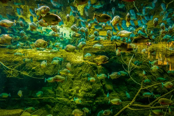 Beau Monde Sous Marin Algues Marines Poissons — Photo