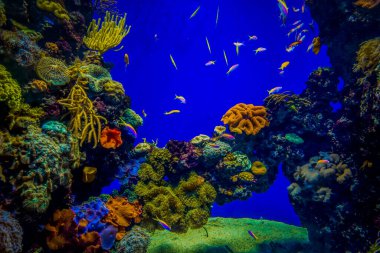 Balık yosunlarının güzel sualtı dünyası