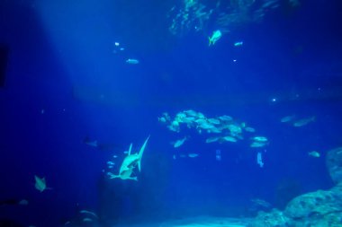 Balık yosunlarının güzel sualtı dünyası