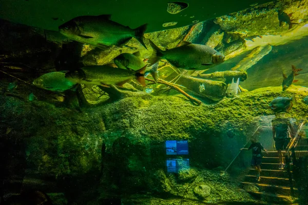 Schöne Unterwasserwelt Der Fische Algen Meer — Stockfoto